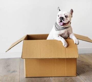 Déménagement avec animaux de compagnie