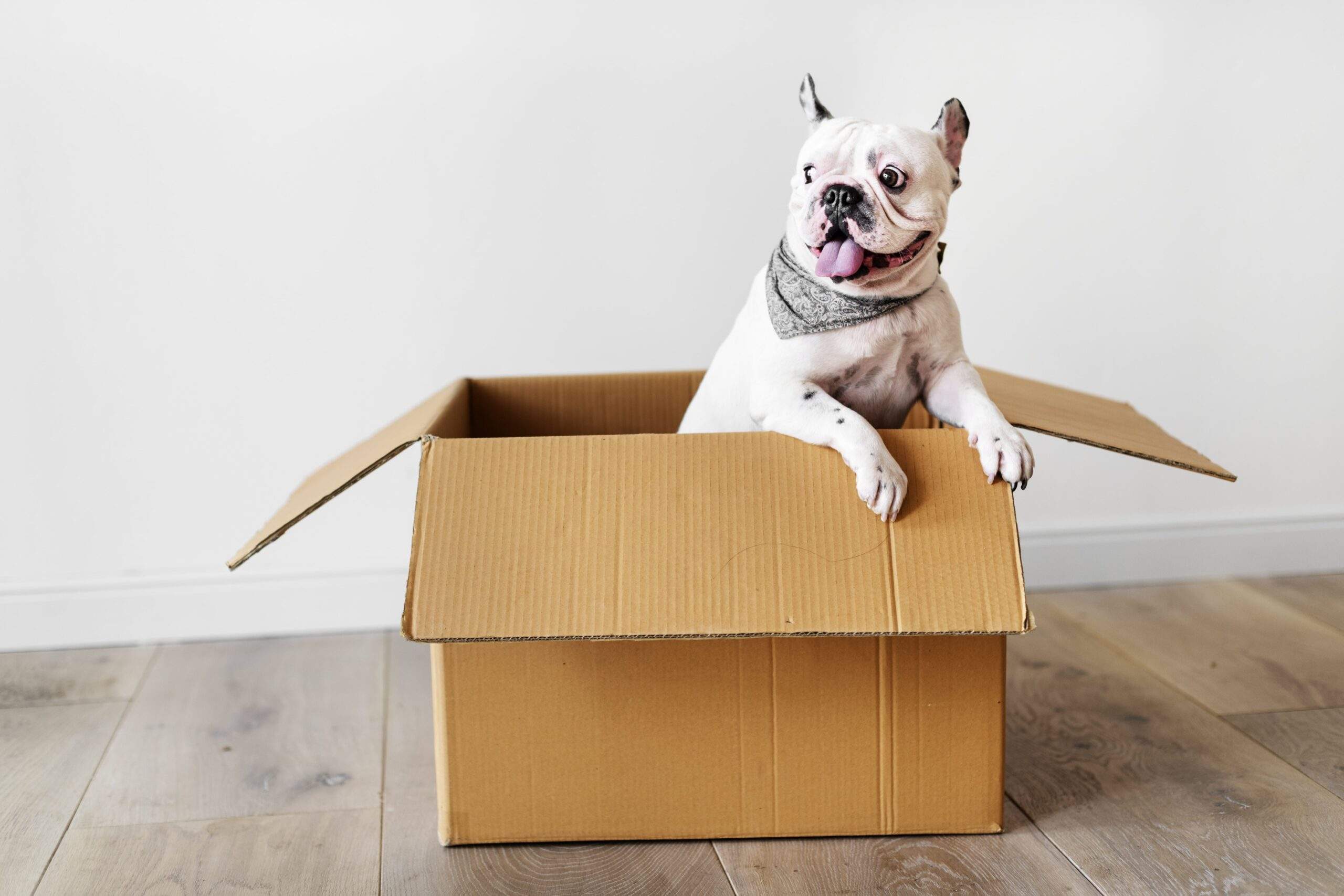 10 conseils à suivre pour déménager avec des animaux de compagnie
